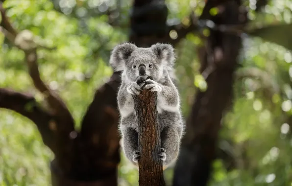 Look, nature, pose, tree, face, bitches, bokeh, Koala