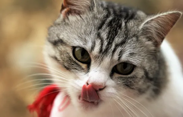 Cat, licked, face Wallpapers Ultra HD 4K