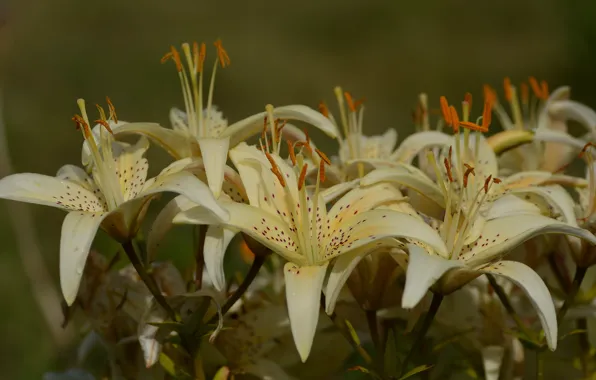 Summer, flowers, Lily