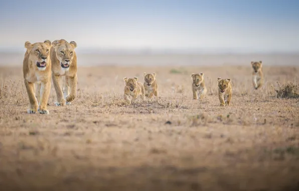 Family, Africa, the cubs, lioness, lion, pride