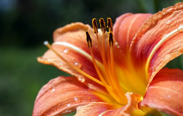 Lily, flowers, macro, orange, Lily