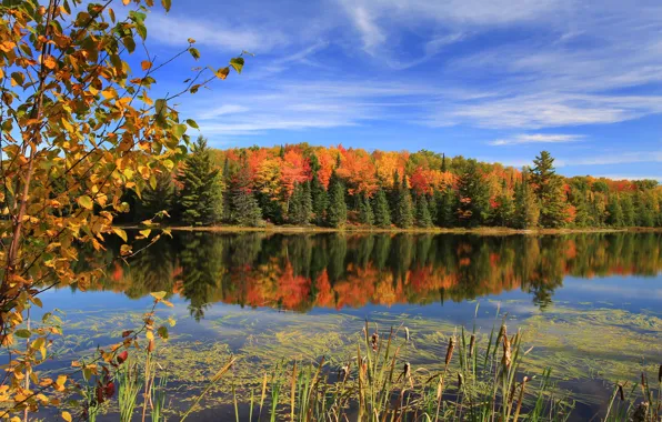 Forest, the sky, grass, trees, lake, photo