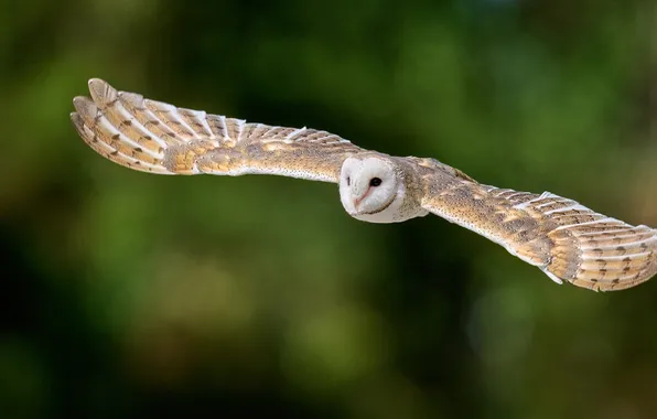 Flight, owl, bird, green background, the barn owl, wingspan
