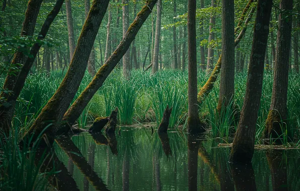 Forest, trees, Wallpaper, swamp, wallpaper, forest, trees, marsh
