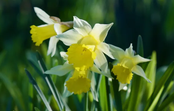 Leaves, macro, light, flowers, background, spring, yellow, white