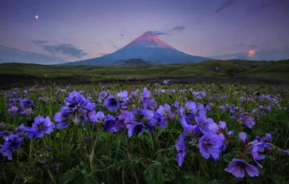 Flowers, the evening, meadow, Kamchatka, volcano