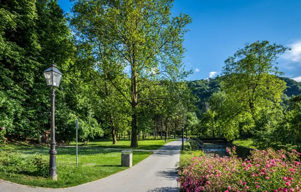Picture greens, summer, grass, the sun, trees, landscape, flowers, Park