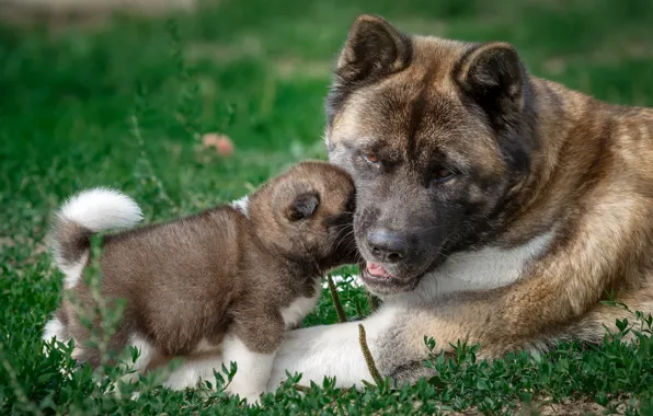 Picture baby, puppy, mom, American Akita