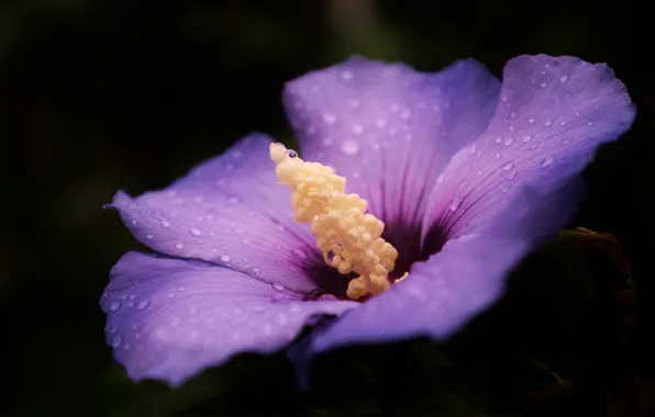 Macro, flowers, Rosa, lilac