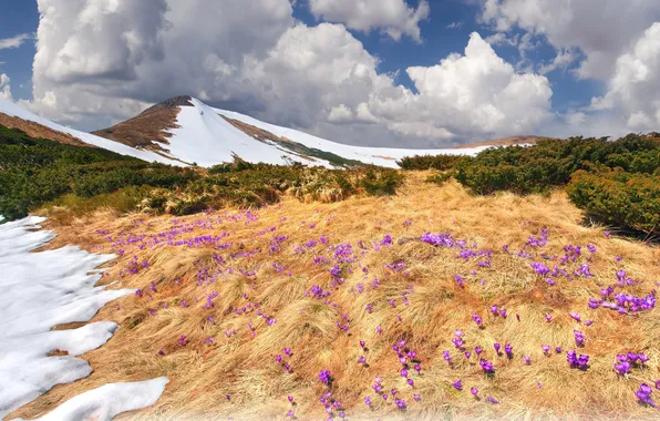 Greens, clouds, snow, flowers, mountains, dry grass