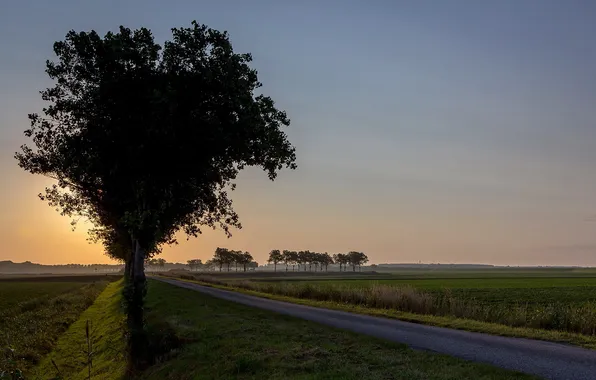 Picture road, field, landscape, sunset