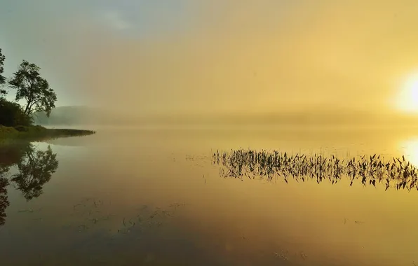 Picture the sky, trees, sunset, fog, lake
