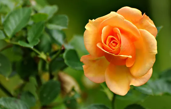 Flower, leaves, macro, rose, petals, Bud