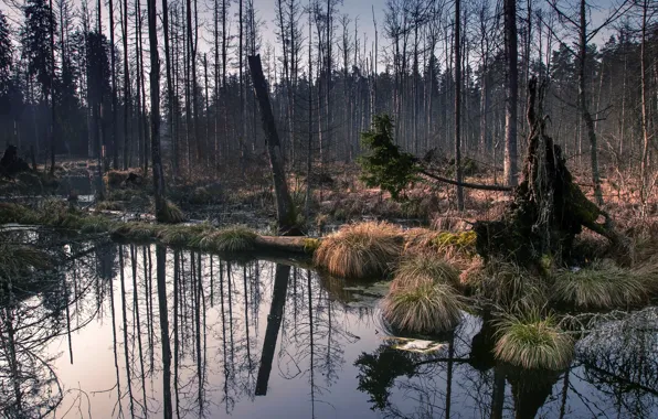 Picture forest, nature, swamp