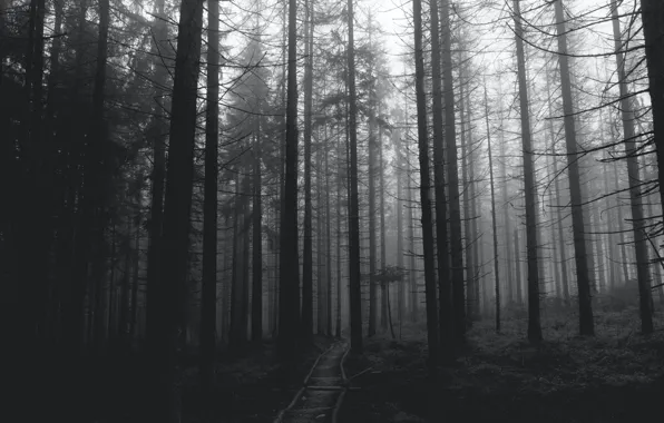 Picture forest, trees, nature, black & white, black and white, monochrome, path