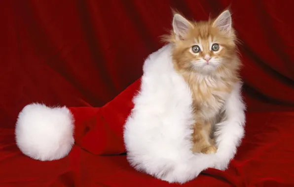 Red, kitty, hat, new year