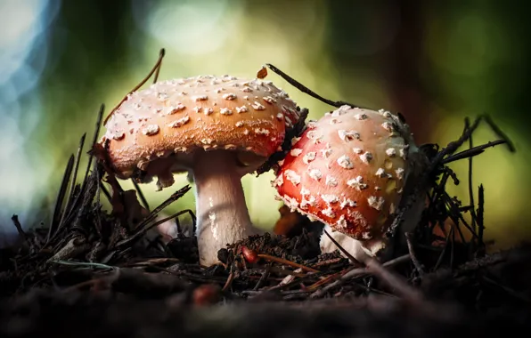 Autumn, branches, nature, mushrooms, Amanita, a couple, bokeh, needles