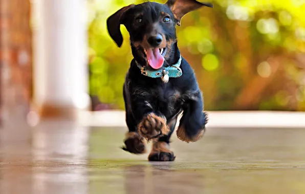 Picture joy, glare, running, Dachshund, bokeh