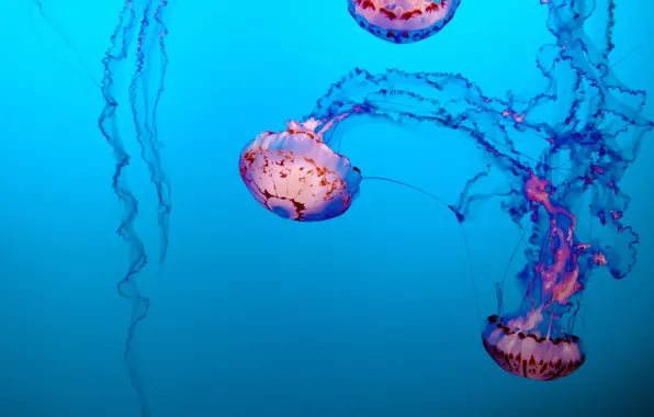 Beauty, jellyfish, under water, blue background, beauty, blue background, jellyfish, Tim Mossholder