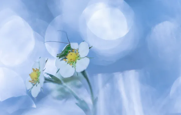 Picture flower, nature, grasshopper