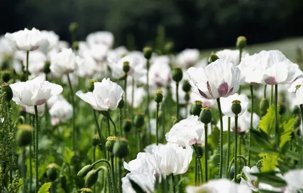 Picture summer, flowers, glade, Maki, meadow, white, bokeh, poppy field