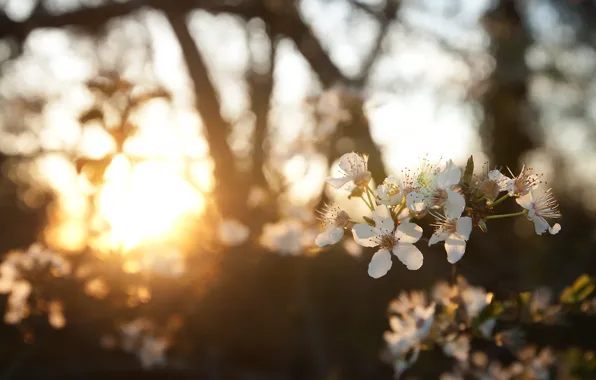 Spring, gold, the sun