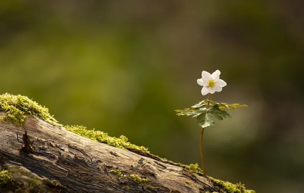 Flower, nature, Anemone nemorosa, Wood Anemone