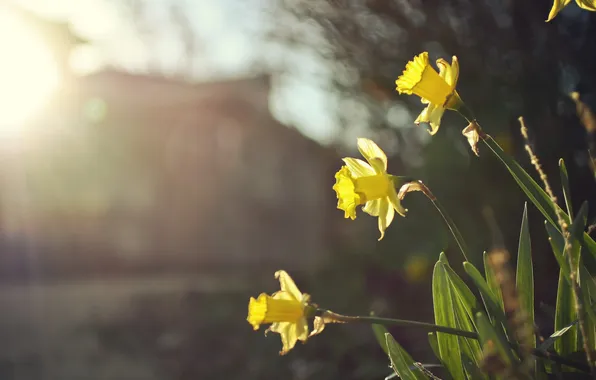 Flowers, yellow, petals, daffodils