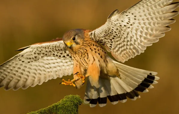 Picture bird, wings, feathers, beak, landing