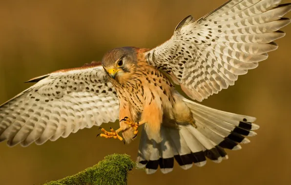 Bird, wings, feathers, beak, landing