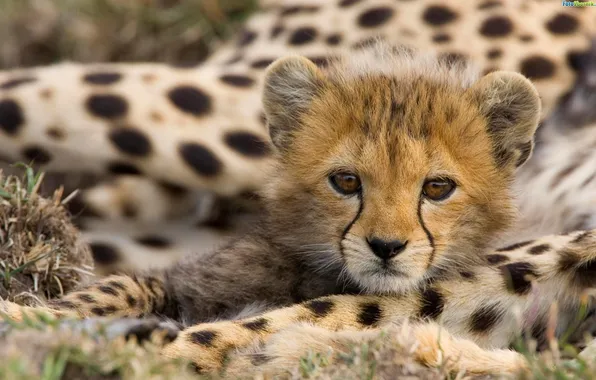 Cat, eyes, animal, feet
