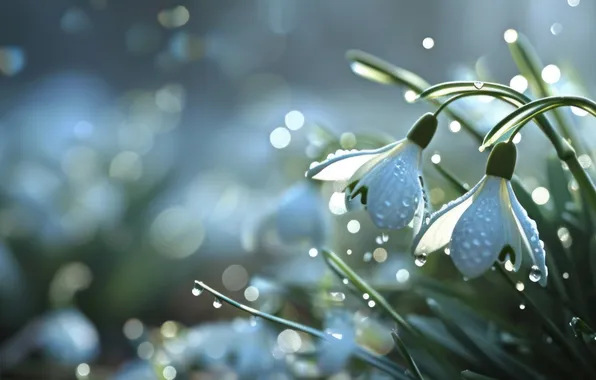 Drops, light, flowers, nature, glare, glade, spring, snowdrops