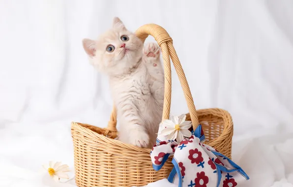 Cat, look, pose, kitty, cute, face, light background