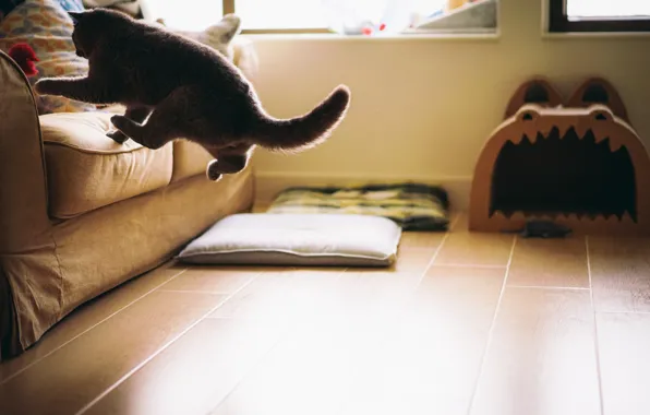 Picture cat, cat, room, sofa, floor, jumping