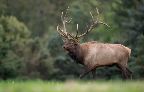 Forest, grass, nature, deer, walk, blurred background