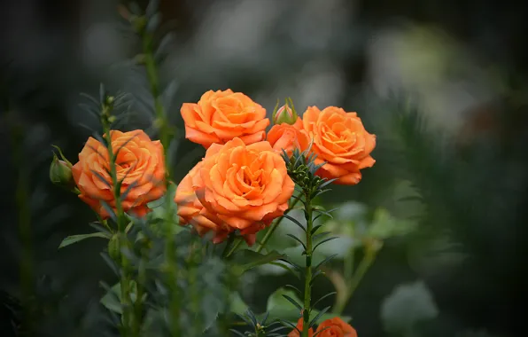 Bokeh, Bokeh, Orange roses, Orange Roses