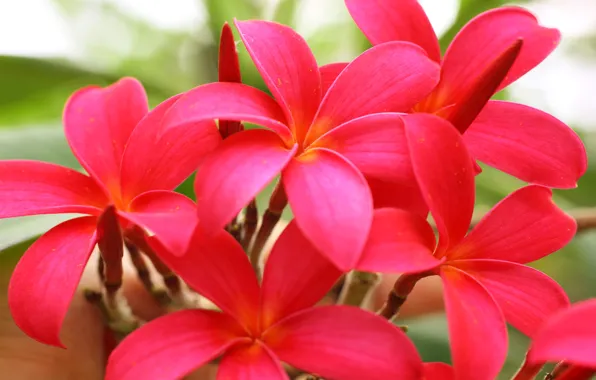 Picture macro, tree, petals, plumeria