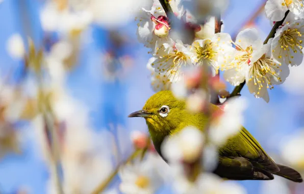 Look, flowers, bird, branch, spring, Sakura, flowering, Japanese white-eye