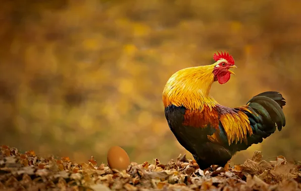Autumn, bird, foliage, egg, bokeh, cock, photoart
