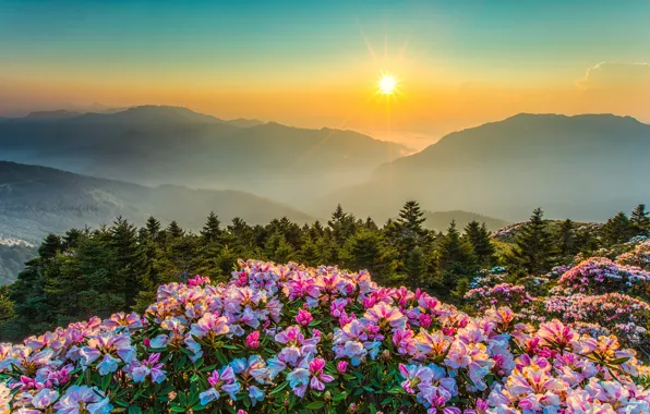 Forest, the sky, the sun, rays, light, flowers, mountains, fog