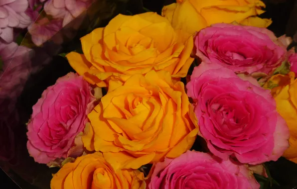 Roses, bouquet, pink roses, yellow roses