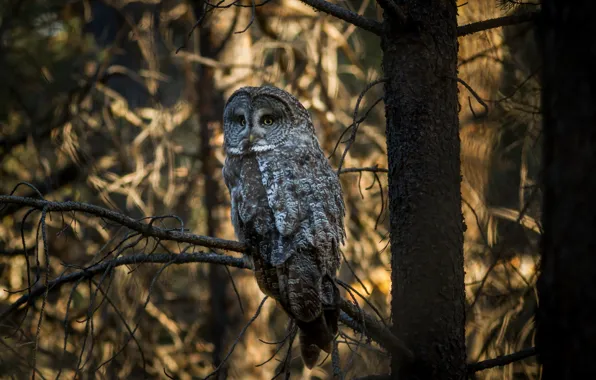 Picture forest, trees, owl, bird