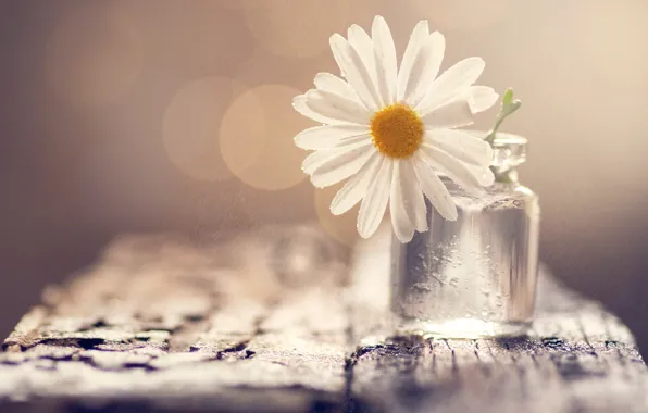 White, flower, glass, water, drops, light, squirt, background