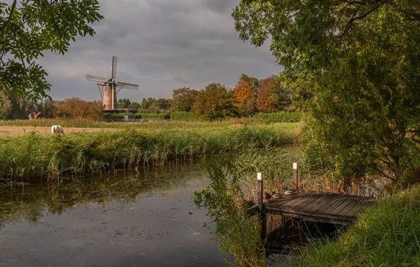 Field, autumn, grass, trees, birds, horse, shore, foliage