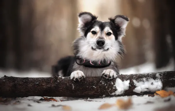 Winter, leaves, snow, nature, animal, dog, log, dog
