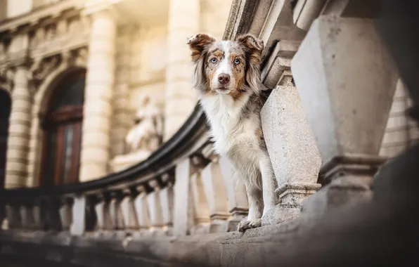 Dog, the parapet, Australian shepherd, Aussie