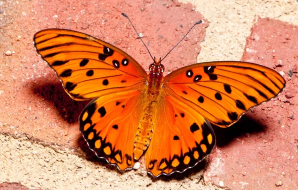 Picture sand, orange, butterfly, texture
