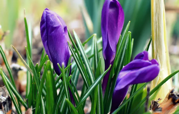 Picture spring, crocuses, blue