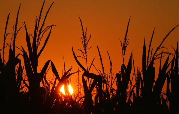 Field, the sky, the sun, sunset, corn