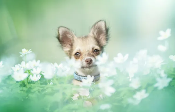 Picture look, flowers, dog, muzzle, Chihuahua, bokeh, doggie, dog